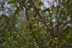 Ximenia americana